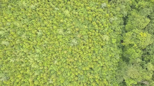 Aerial view of green forest with canopies of summer trees swaying in wind. alt
