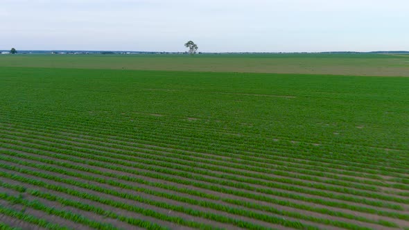 4K drone flying over crops field in rural area.