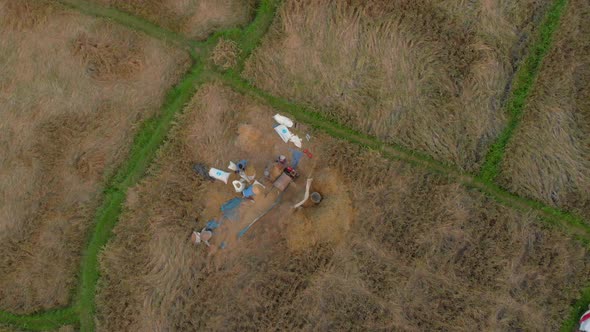 Aerial Shot of Farmers Separating Rice Grains From Stalks. Rice Threshing. Travel To Bali Concept