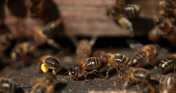 |European Honey Bee, apis mellifera, Black Bees standing at Hive entrance, Bees doing Ventilation alt