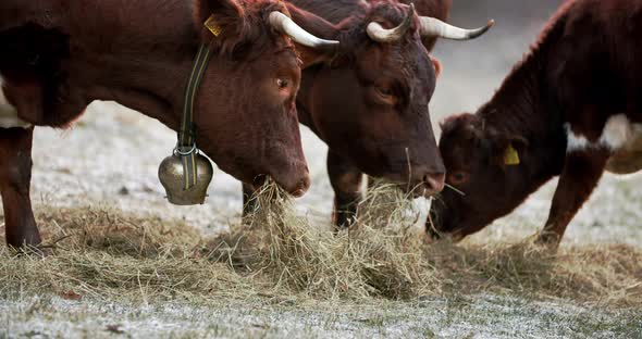 A Group of Cattle Eating Dry Grass on a Frozen Field