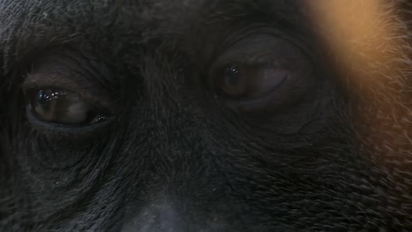 Female Monkey Orangutan Looks with Charming Eyes