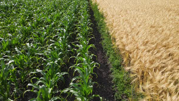 An Unmanned Aerial Vehicle Flies Over Green Wheat Corn