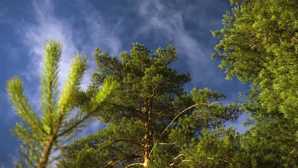 Bright Green Pine Crowns Against a Blue Sky
