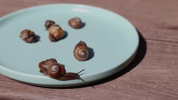 Garden Snails Crawling on Blue Plate on Beige Background