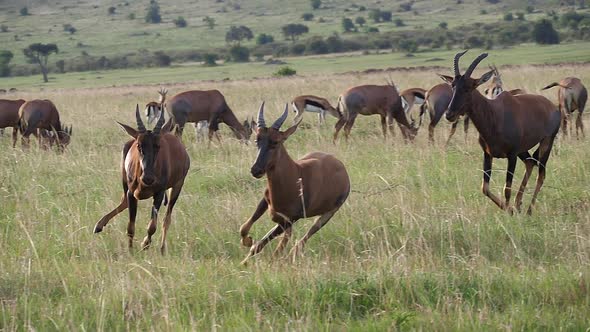 980476 Topi, damaliscus korrigum, Group running through Savannah, Fighting, Masai Mara Park in Kenya alt