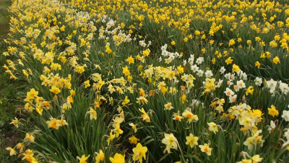 Field of daffodil flowers alt
