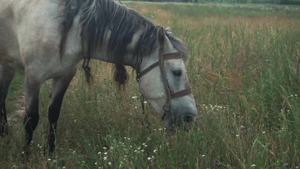 KIEV  UKRAINE JULY 2021 White Horse with Gray Mane Grazes in the Field During the Day alt