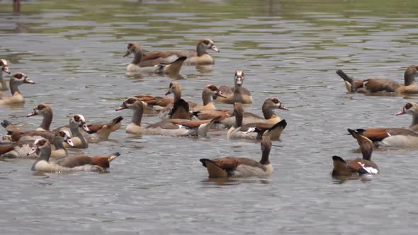 Group of Egyptian Goose in a lake alt