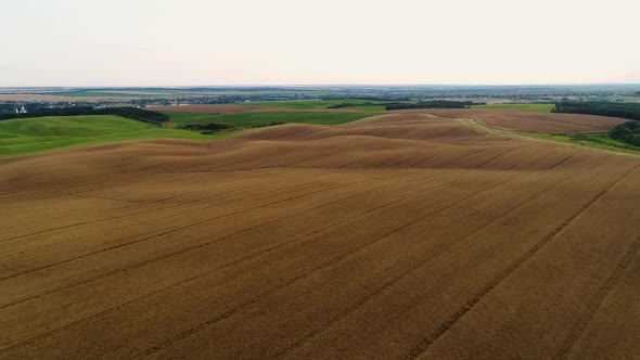 A Field with a Ripe Dry Rape