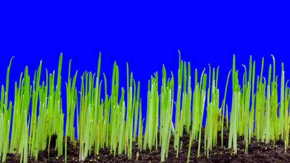 Time Lapse Of Grass And Oat Growing Footage With Alpha Channel