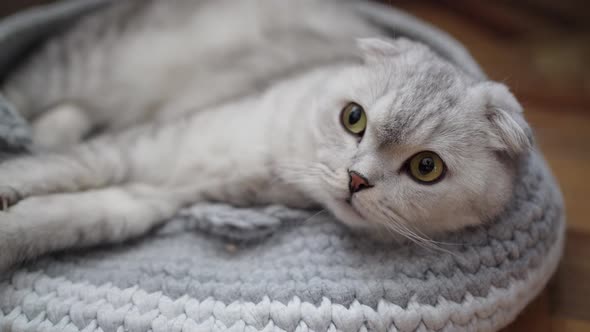 Scottish Fold Gray Cute Cat Lies in Its Couch and Looks in Surprise with Green Eyes alt