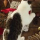 ute kitten walking on stylish christmas gift - VideoHive Item for Sale
