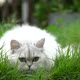 Cute Persian Cat Hiding Behind The Grass - VideoHive Item for Sale