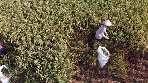 Harvesting rice field alt