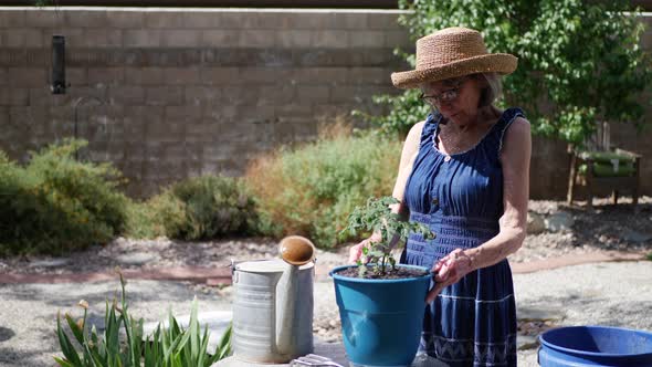 A beautiful middle aged woman in a sun hat planting a tomato in her home grown organic vegetable gar alt