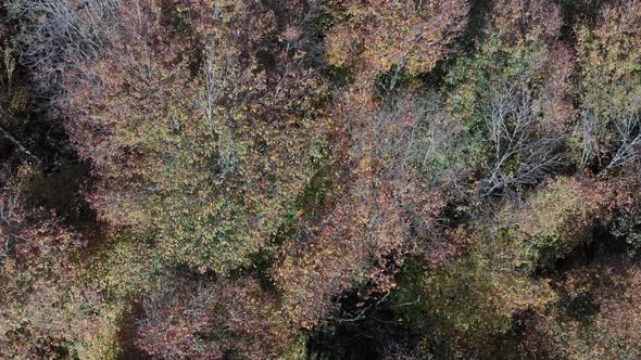 Sabaduri Mountain. Autumn forest. Georgia alt