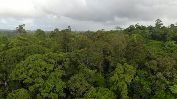 Rainforest in the Philippines alt