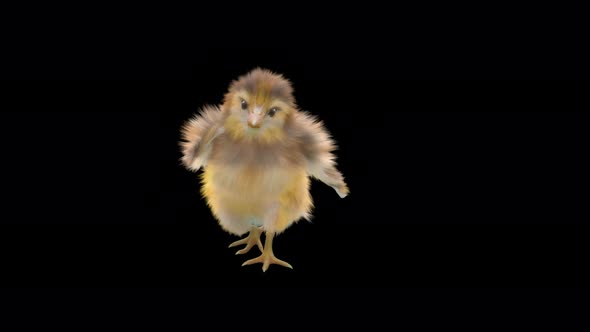 15 Baby Chicks Dancing 4K alt
