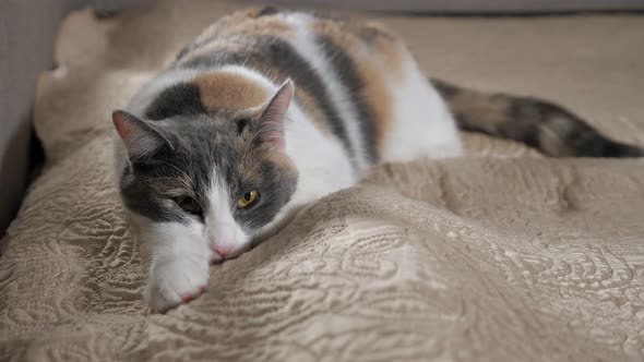Fluffy Cat Moves Big Brown Eyes Resting on Beige Blanket alt