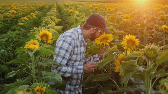 Agronomist Works in a Field of Sunflowers alt