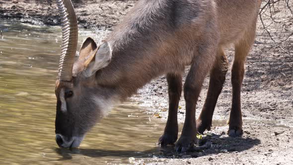 Waterbuck Drinking At The Waterhole In Botswana, South Africa On A Sunny Day. - medium shot alt