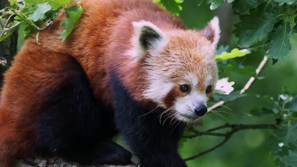 Red panda on the tree. Cute panda bear in forest habitat. Ailurus fulgens alt