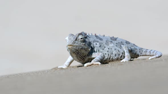 Chameleon Changing Colors