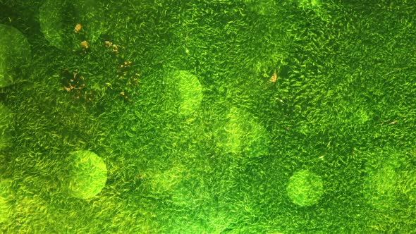 Environmental Green Moss Background 