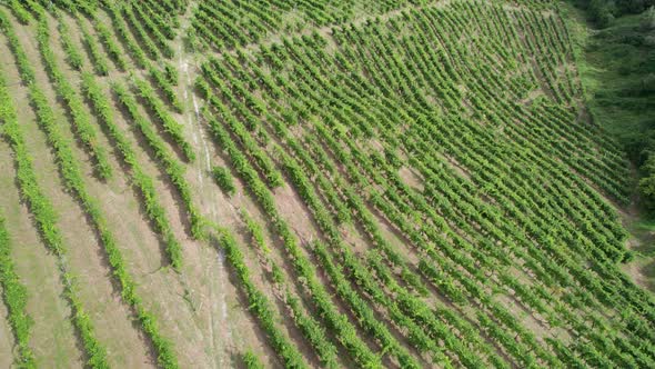 Aerial View of Vineyard Fields on the Hills in Italy Growing Rows of Grapes alt