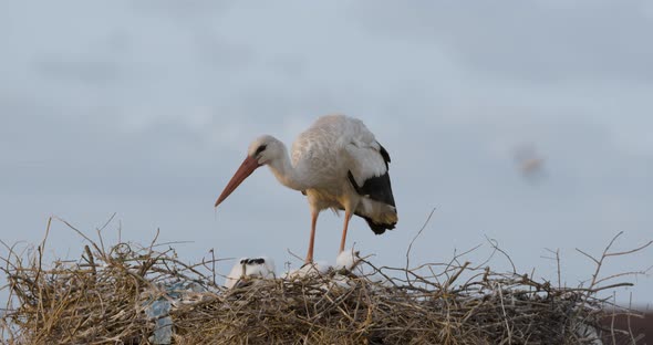White Stork Feeding Babies