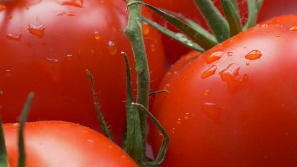 Food background tomato cluster on vines close-up 4K 2160p 30fps UHD tilting footage - Wet organic to alt