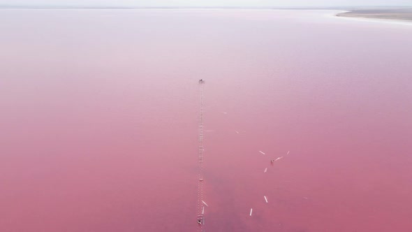 Flying a Drone Over Pink Lake Sasyk in the Summer During alt