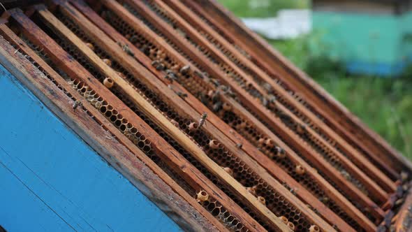 Beekeeper Uses Air Blower To Brush Bees Aside