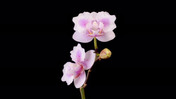 Blooming Pink Orchid Phalaenopsis Flower