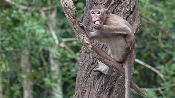 Macaque Monkey Eating Fruit on a Tree Branch alt