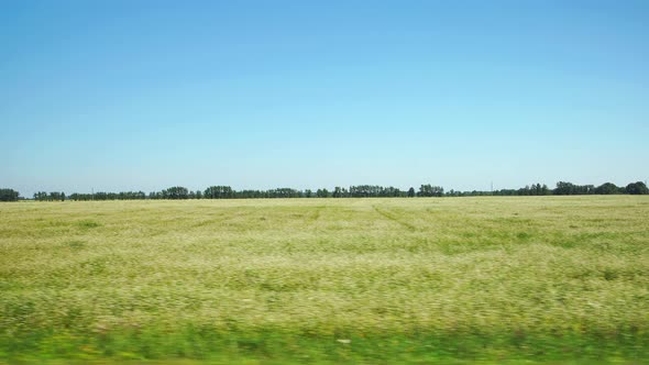 Moving along a agricultural field with white flowers