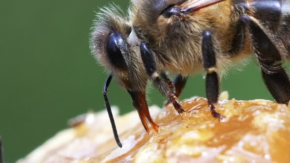 European Honey Bee, apis mellifera, Bee Licking Honey, Hive in Normandy ...