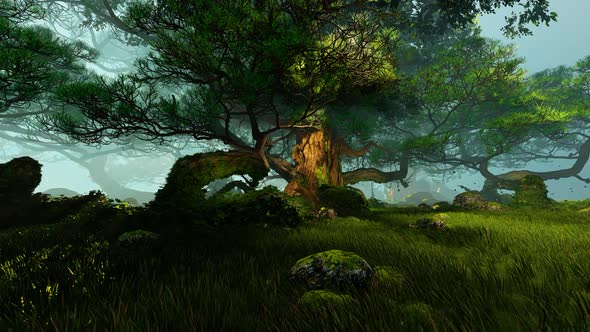 Glade And The Old Forest alt