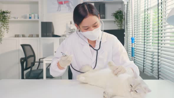 Asian veterinarian examine cat during appointment in veterinary clinic. alt