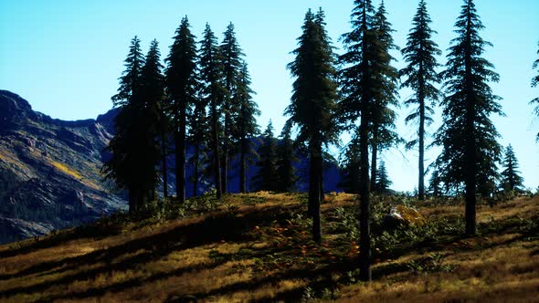 Trees on Meadow Between Hillsides with Conifer Forest alt