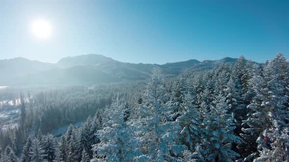 Flight Over a Fabulous Snowcovered Forest on the Slopes of the Mountains Rocky Mountains in the alt