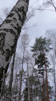 Vertical Video of the Birch Forest with Birches in the Afternoon alt