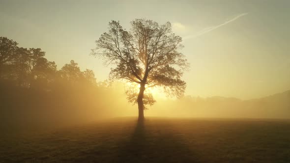 Autumn Sunrise in the forest alt