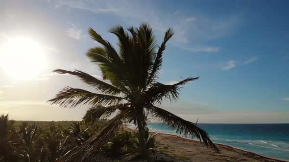 Coconut Palm Trees on Ocean Coast Near Beach
