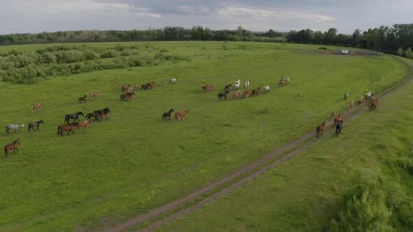 A Herd of Horses Gallops Through a Green Meadow Along the River