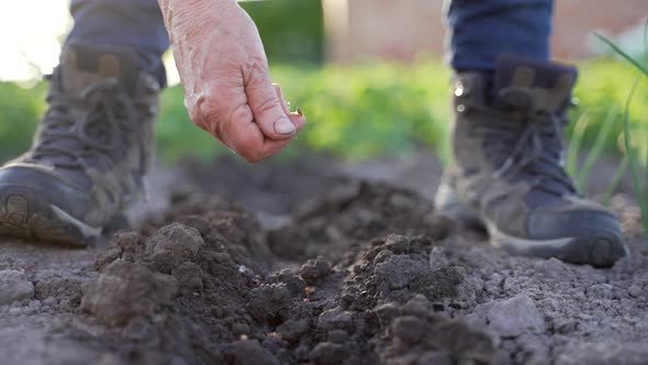 Elderly Female Farmer Sowing Seeds in Soil alt