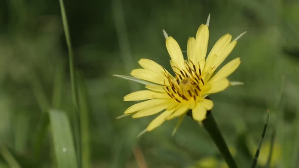 Tragopogon pratensis  flower close-up 1920X1080 HD footage - Slow motion of yellow meadow salsify pl