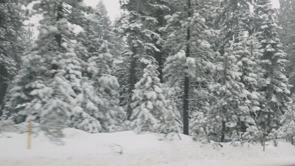 Driving through forest in snowstorm