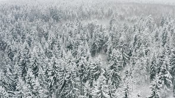 Aerial Beautiful Frozen Forest with Snow Covered Spruce and Pine Trees alt